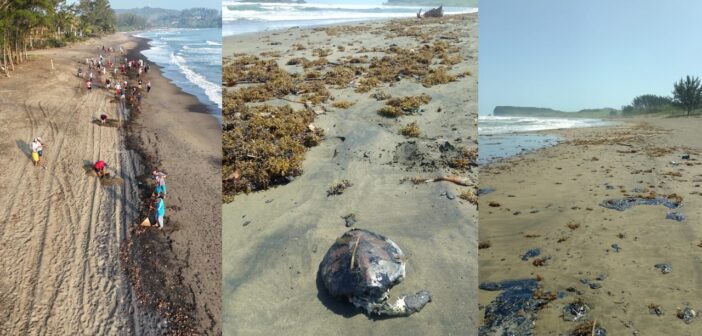 42 localidades afectadas en 13 municipios y muerte de delfines, tortugas marinas y aves, saldo del derrame de crudo en el litoral de Veracruz; desde Cumbre Tajín, Nahle dice que no sabe de animales muertos: “sobre las tortugas, pues no sé si sean siete o sea una; yo espero el reporte” 42 localidades afectadas en 13 municipios y muerte de delfines, tortugas marinas y aves, saldo del derrame de crudo en el litoral de Veracruz; desde Cumbre Tajín, Nahle dice que no sabe de animales muertos: “sobre las tortugas, pues no sé si sean siete o sea una; yo espero el reporte”