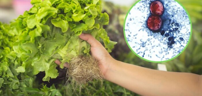 Salud de Veracruz confirma primer caso de Cyclospora o ‘diarrea explosiva’ en la entidad