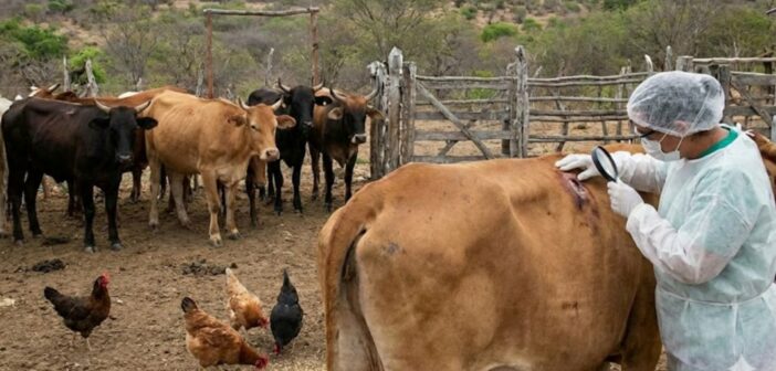 México declara emergencia nacional de sanidad animal por gusano barrenador; Veracruz con la plaga en 32 municipios