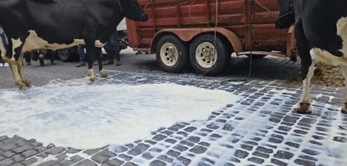 Con vacas y derramando leche, productores se manifiestan frente a Palacio de Gobierno en Xalapa; exigen reactivar recepción del programa federal
