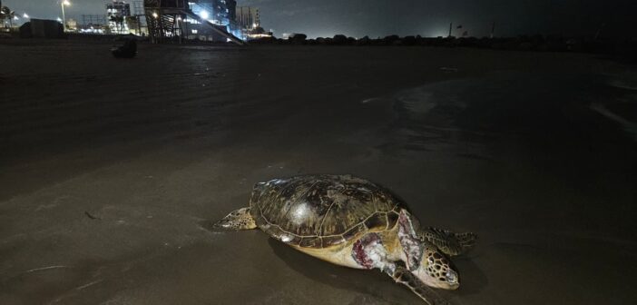 Derrame petrolero sin control ya afecta toda la costa del Corredor Arrecifal del Golfo de México: llega hasta Tuxpan y afecta 630 kms de litoral Derrame petrolero sin control ya afecta toda la costa del Corredor Arrecifal del Golfo de México: llega hasta Tuxpan y afecta 630 kms de litoral