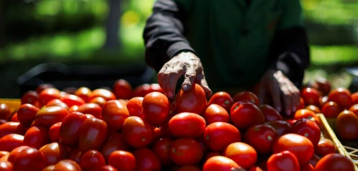Sin tregua: EEUU se retira de acuerdo y aplica arancel del 17% a las exportaciones del tomate mexicano