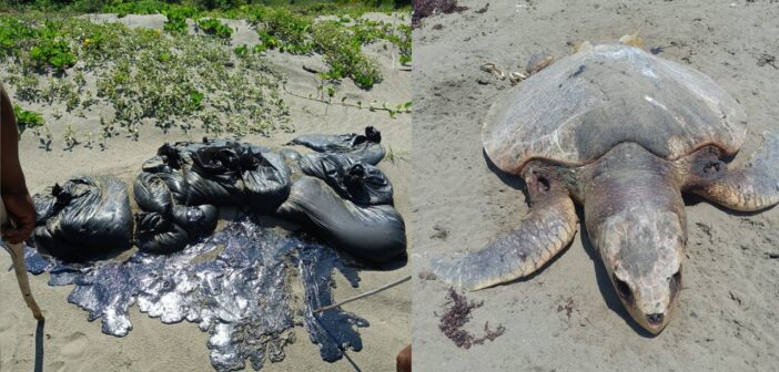 Sigue recalando hidrocarburo en playas del Golfo, denuncia Red Corredor Arrecifal; acusa que gobierno minimiza la afectación ecológica, sociocultural y a la salud