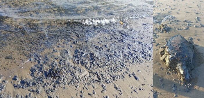 Petróleo envenena playas y una laguna entre Pajapan, Veracruz y Paraíso, Tabasco: comunidades y organizaciones denuncian mortandad de especies y falta de acciones efectivas de autoridades