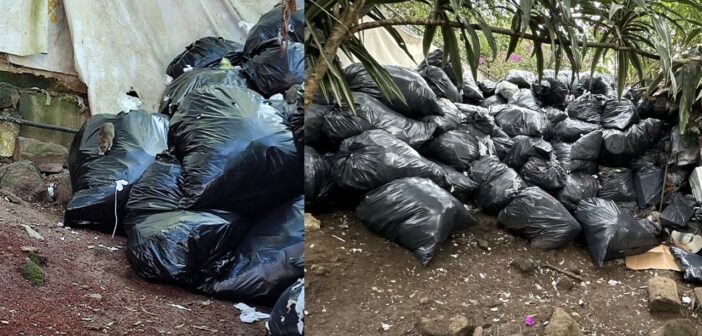 Nido de ratas: denuncian infestación de roedores en oficinas centrales de Sesver por acumulación de basura