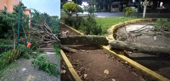 Pega “nortazo” en zona conurbada de Xalapa: tumba árboles y provoca cortes de energía eléctrica