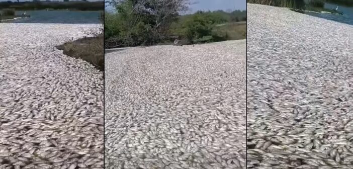Mortandad masiva de miles de peces en el río Pánuco; Conagua dice que es por apertura de una compuerta que provocó la mezcla de agua dulce y salada