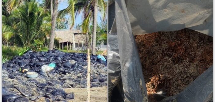 Marina mediante comunicado asegura que las bolsas abandonadas y halladas en playas de Pajapan, Veracruz, contenían sargazo y no hidrocarburos